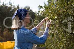 Woman harvesting olives from tree