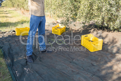 Farmer harvesting olive