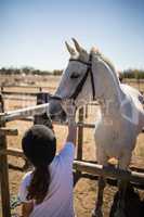 Girl touching white horse in the ranch