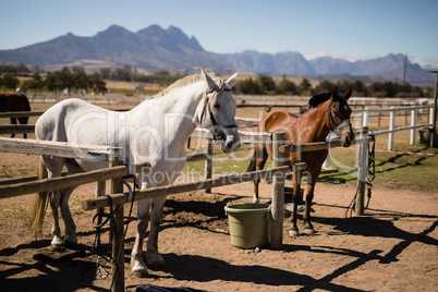 Horses standing the ranch