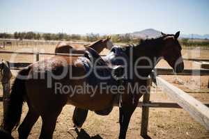 Horses standing in the ranch