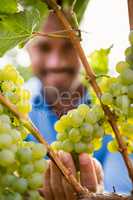 Close-up of man touching grapes