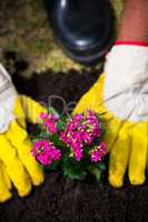 Cropped hands of person planting pink flowers