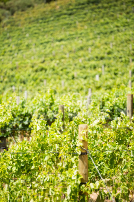 Full frame shot of vineyard