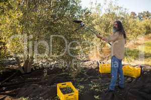 Farmer using olive picking tool while harvesting