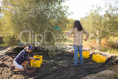 Couple harvesting olive with rack