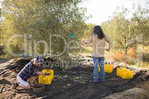 Couple harvesting olive with rack