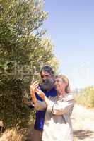 Happy couple examining olive oil in farm