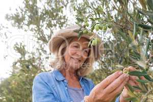 Happy woman harvesting olives from tree