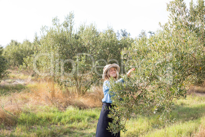 Woman harvesting olives from tree