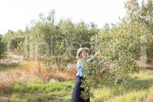 Woman harvesting olives from tree