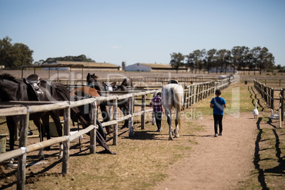 Kids walking with a white horse in the ranch