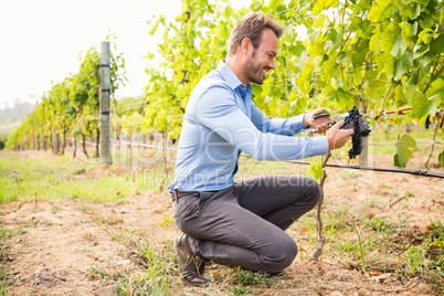 Side view of man cutting grapes