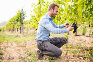 Side view of man cutting grapes