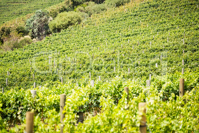 Full frame shot of green vineyard