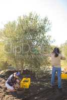 Couple harvesting olive with rack