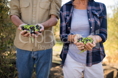 Mid section of couple holding harvested olives