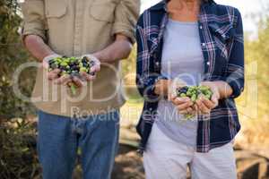 Mid section of couple holding harvested olives