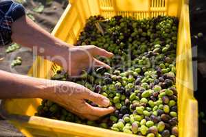 Woman hands holding harvested olives