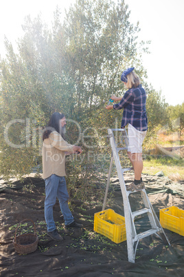 Couple pruning olive tree in farm