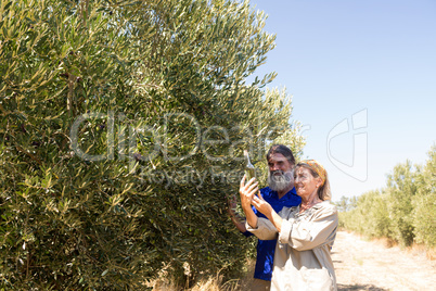 Couple examining olive oil in farm