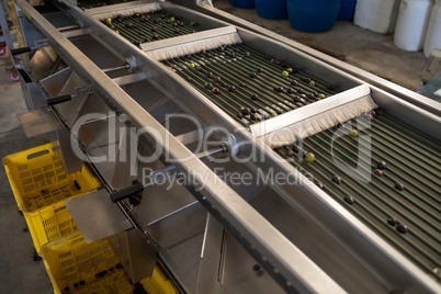 Fresh olives on conveyor belt