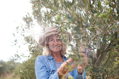 Portrait of happy woman harvesting olives from tree