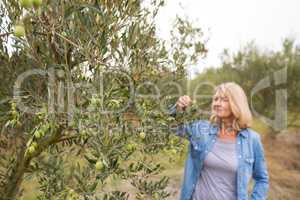 Woman harvesting olives from tree