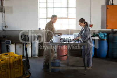 Workers checking a harvested olives in factory