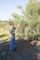 Farmer harvesting olive with rack