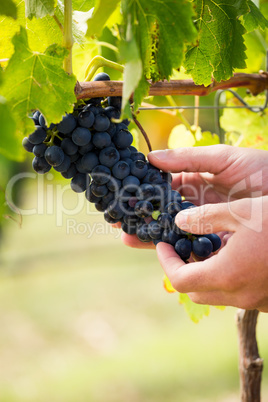 Cropped hands touching grapes