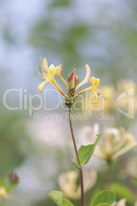 Wald-GeiÃ?blatt - Lonicera periclymenumf