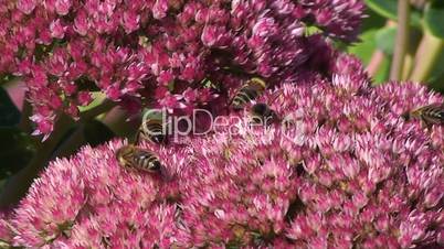 Honigbienen auf den Blüten einer Fetthenne