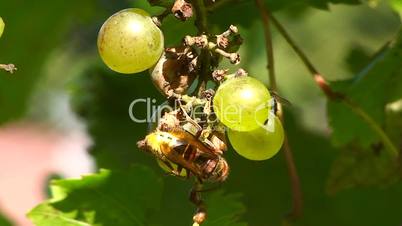Hornisse, Fliege und Ameise auf Weinbeeren