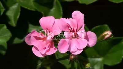Rosa Geranienblüten