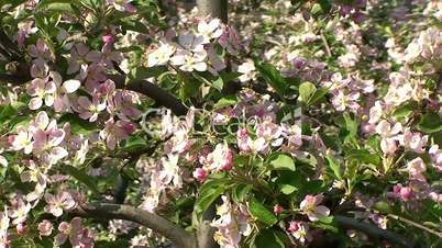 Blütenpracht an den Apfelbäumen (Braeburn)