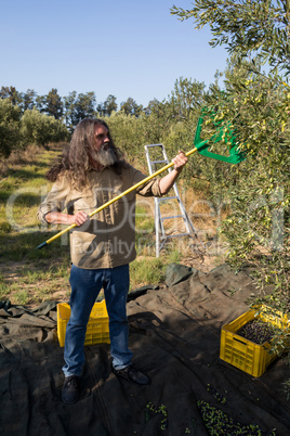 Farmer harvesting olive with rack