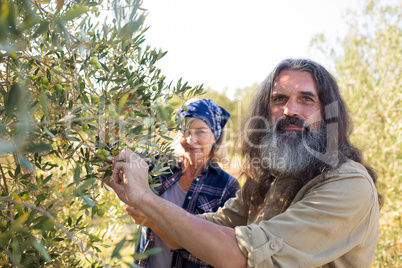 Portrait of confident couple harvesting olives