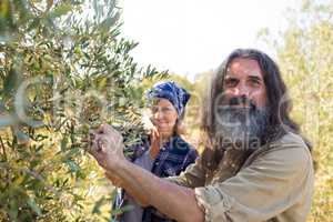 Portrait of confident couple harvesting olives