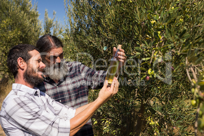 Friends examining olive oil in farm