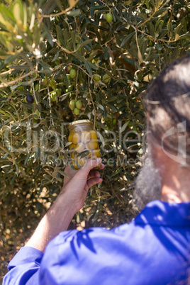 Man examining pickled olive in farm