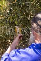 Man examining pickled olive in farm