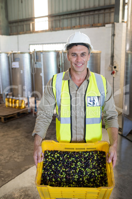 Portrait of happy worker holding fresh olives in crate