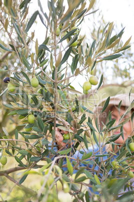 Woman harvesting olives from tree