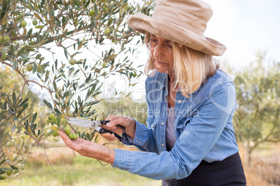 Woman pruning olive tree in farm