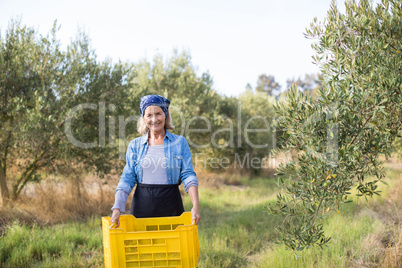 Portrait of happy woman holding harvested olives in crate