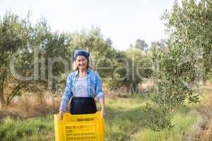 Portrait of happy woman holding harvested olives in crate