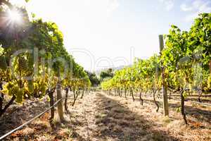 Vineyard against sky