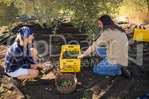 Couple interacting while collecting olives