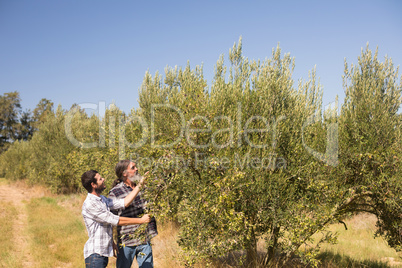 Friends examining olive on plant